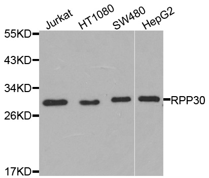RPP30 Antibody - Western blot analysis of extracts of various cells.