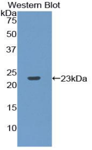 RPP40 / Ribonuclease P Antibody - Western blot of recombinant RPP40.  This image was taken for the unconjugated form of this product. Other forms have not been tested.