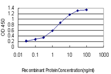 RPRD1A Antibody - Detection limit for recombinant GST tagged P15RS is approximately 0.03 ng/ml as a capture antibody.