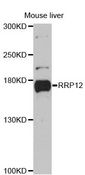 RPRD2 Antibody - Western blot analysis of extracts of mouse liver, using RPRD2 antibody at 1:3000 dilution. The secondary antibody used was an HRP Goat Anti-Rabbit IgG (H+L) at 1:10000 dilution. Lysates were loaded 25ug per lane and 3% nonfat dry milk in TBST was used for blocking. An ECL Kit was used for detection and the exposure time was 90s.