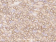 RPRML Antibody - Immunochemical staining of human RPRML in human kidney with rabbit polyclonal antibody at 1:100 dilution, formalin-fixed paraffin embedded sections.