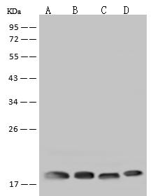 RPS10 / Ribosomal Protein S10 Antibody - Anti-RPS10 rabbit polyclonal antibody at 1:500 dilution. Lane A: Hela Whole Cell Lysate. Lane B: K562 Whole Cell Lysate. Lane C: Raji Whole Cell Lysate. Lane D: U-251 MG Whole Cell Lysate. Lysates/proteins at 30 ug per lane. Secondary: Goat Anti-Rabbit IgG (H+L)/HRP at 1/10000 dilution. Developed using the ECL technique. Performed under reducing conditions. Predicted band size: 19 kDa. Observed band size: 19 kDa.