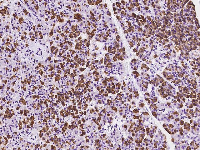 RPS10 / Ribosomal Protein S10 Antibody - Immunochemical staining of human RPS10 in human pancreas with rabbit polyclonal antibody at 1:100 dilution, formalin-fixed paraffin embedded sections.