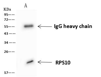 RPS10 / Ribosomal Protein S10 Antibody - RPS10 was immunoprecipitated using: Lane A: 0.5 mg HeLa Whole Cell Lysate. 4 uL anti-RPS10 rabbit polyclonal antibody and 60 ug of Immunomagnetic beads Protein A/G. Primary antibody: Anti-RPS10 rabbit polyclonal antibody, at 1:100 dilution. Secondary antibody: Goat Anti-Rabbit IgG (H+L)/HRP at 1/10000 dilution. Developed using the ECL technique. Performed under reducing conditions. Predicted band size: 19 kDa. Observed band size: 19 kDa.