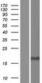RPS10 / Ribosomal Protein S10 Protein - Western validation with an anti-DDK antibody * L: Control HEK293 lysate R: Over-expression lysate