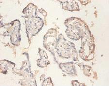 RPS11 / Ribosomal Protein 11 Antibody - Immunohistochemistry of paraffin-embedded human placenta tissue using RPS11 Antibody at dilution of 1:100