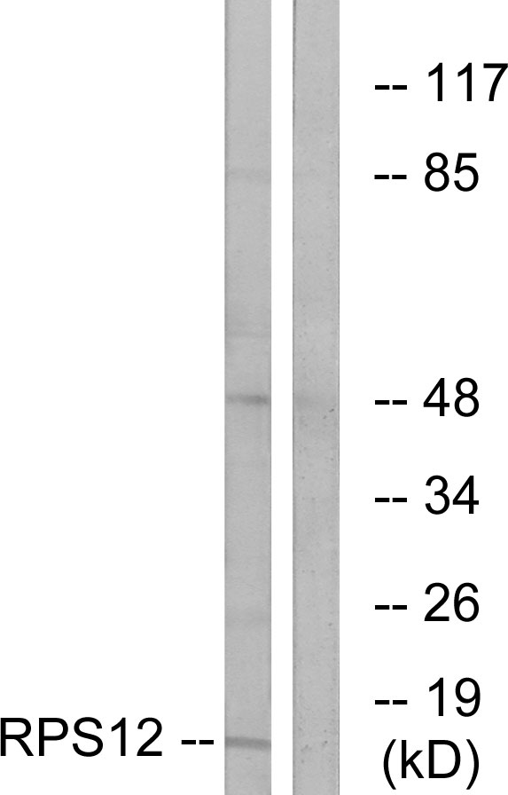 RPS12 / Ribosomal Protein S12 Antibody - Western blot analysis of lysates from COLO cells, using RPS12 Antibody. The lane on the right is blocked with the synthesized peptide.
