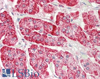 RPS12 / Ribosomal Protein S12 Antibody - Human Adrenal: Formalin-Fixed, Paraffin-Embedded (FFPE).  This image was taken for the unconjugated form of this product. Other forms have not been tested.