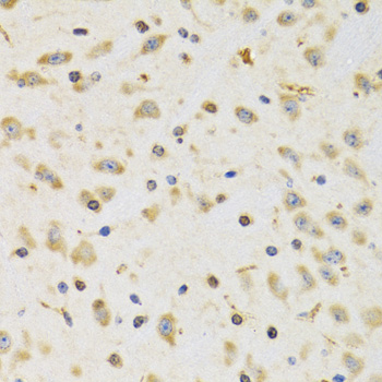 RPS12 / Ribosomal Protein S12 Antibody - Immunohistochemistry of paraffin-embedded rat brain tissue.
