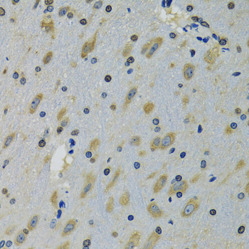 RPS12 / Ribosomal Protein S12 Antibody - Immunohistochemistry of paraffin-embedded mouse brain tissue.