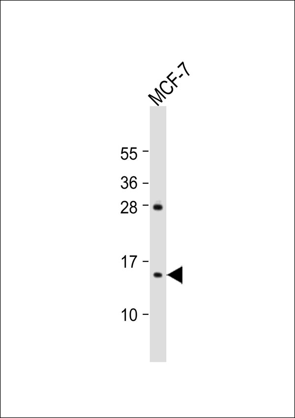 RPS12 / Ribosomal Protein S12 Antibody - Anti-RPS12 Antibody at 1:1000 dilution + MCF-7 whole cell lysate Lysates/proteins at 20 ug per lane. Secondary Goat Anti-Rabbit IgG, (H+L), Peroxidase conjugated at 1:10000 dilution. Predicted band size: 15 kDa. Blocking/Dilution buffer: 5% NFDM/TBST.