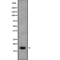 RPS13 / Ribosomal Protein S13 Antibody - Western blot analysis of Ribosomal Protein S13 using 3T3 whole cells lysates