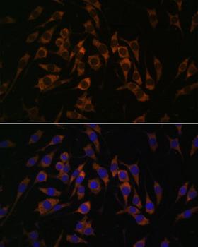 RPS13 / Ribosomal Protein S13 Antibody - Immunofluorescence analysis of L929 cells using RPS13 Polyclonal Antibody at dilution of 1:100.Blue: DAPI for nuclear staining.