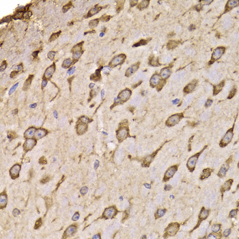 RPS14 / Ribosomal Protein S14 Antibody - Immunohistochemistry of paraffin-embedded mouse brain tissue.