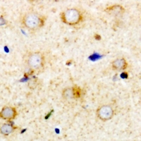 RPS14 / Ribosomal Protein S14 Antibody - Immunohistochemical analysis of RPS14 staining in mouse brain formalin fixed paraffin embedded tissue section. The section was pre-treated using heat mediated antigen retrieval with sodium citrate buffer (pH 6.0). The section was then incubated with the antibody at room temperature and detected using an HRP conjugated compact polymer system. DAB was used as the chromogen. The section was then counterstained with hematoxylin and mounted with DPX.