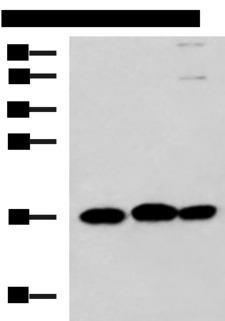 RPS14 / Ribosomal Protein S14 Antibody - Western blot analysis of 231 HL60 and Jurkat cell lysates  using RPS14 Polyclonal Antibody at dilution of 1:700