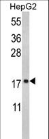 RPS15 / Ribosomal Protein S15 Antibody - Western blot of RPS15 Antibody in HepG2 cell line lysates (35 ug/lane). RPS15 (arrow) was detected using the purified antibody.