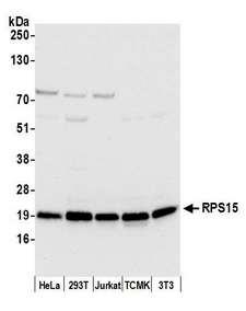 RPS15 / Ribosomal Protein S15 Antibody - Detection of human and mouse RPS15 by western blot. Samples: Whole cell lysate (50 µg) from HeLa, HEK293T, Jurkat, mouse TCMK-1, and mouse NIH 3T3 cells prepared using NETN lysis buffer. Antibody: Affinity purified rabbit anti-RPS15 antibody used for WB at 0.1 µg/ml. Detection: Chemiluminescence with an exposure time of 3 seconds.