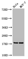RPS15 / Ribosomal Protein S15 Antibody - Positive WB detected in:Hela whole cell lysate,MCF-7 whole cell lysate;All lanes:RPS15 antibody at 4?g/ml;Secondary;Goat polyclonal to rabbit IgG at 1/50000 dilution;Predicted band size: 18 KDa;Observed band size: 18 KDa;