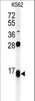 RPS15A Antibody - Western blot of RPS15A Antibody in K562 cell line lysates (35 ug/lane). RPS15A (arrow) was detected using the purified antibody.