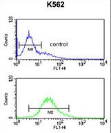 RPS15A Antibody - RPS15A Antibody flow cytometry of K562 cells (bottom histogram) compared to a negative control cell (top histogram). FITC-conjugated goat-anti-rabbit secondary antibodies were used for the analysis.