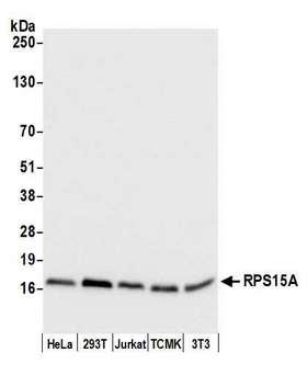RPS15A Antibody - Detection of human and mouse RPS15A by western blot. Samples: Whole cell lysate (50 µg) from HeLa, HEK293T, Jurkat, mouse TCMK-1, and mouse NIH 3T3 cells prepared using NETN lysis buffer. Antibody: Affinity purified rabbit anti-RPS15A antibody used for WB at 0.1 µg/ml. Detection: Chemiluminescence with an exposure time of 3 seconds.