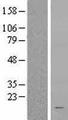 RPS15A Protein - Western validation with an anti-DDK antibody * L: Control HEK293 lysate R: Over-expression lysate