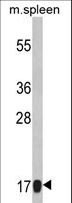 RPS18 / Ribosomal Protein S18 Antibody - Western blot of RS18 Antibody in mouse spleen tissue lysates (35 ug/lane). RS18 (arrow) was detected using the purified antibody.