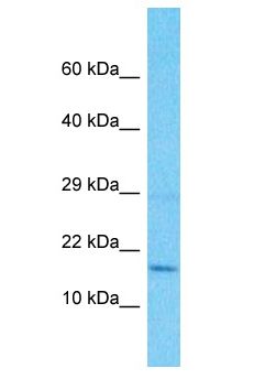 RPS18 / Ribosomal Protein S18 Antibody - RPS18 /S18 antibody Western Blot of HepG2. Antibody dilution: 1 ug/ml.  This image was taken for the unconjugated form of this product. Other forms have not been tested.