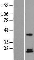RPS18 / Ribosomal Protein S18 Protein - Western validation with an anti-DDK antibody * L: Control HEK293 lysate R: Over-expression lysate
