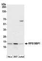 RPS19BP1 Antibody - Detection of human RPS19BP1 by western blot. Samples: Whole cell lysate (50 µg) from HeLa, HEK293T, and Jurkat cells prepared using NETN lysis buffer. Antibody: Affinity purified rabbit anti-RPS19BP1 antibody used for WB at 0.1 µg/ml. Detection: Chemiluminescence with an exposure time of 30 seconds.
