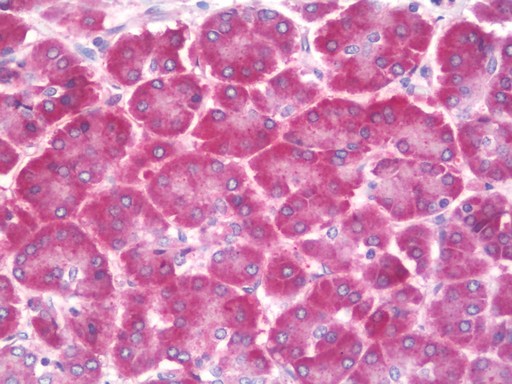 RPS19BP1 Antibody - Human Pancreas: Formalin-Fixed, Paraffin-Embedded (FFPE).  This image was taken for the unconjugated form of this product. Other forms have not been tested.