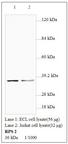 RPS2 / Ribosomal Protein S2 Antibody