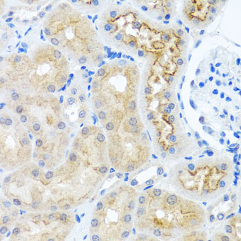 RPS2 / Ribosomal Protein S2 Antibody - Immunohistochemistry of paraffin-embedded rat kidney tissue.