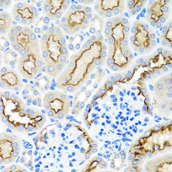 RPS2 / Ribosomal Protein S2 Antibody - Immunohistochemistry of paraffin-embedded mouse kidney tissue.