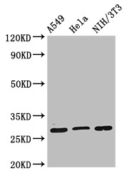 RPS2 / Ribosomal Protein S2 Antibody - Positive WB detected in:A549 whole cell lysate,Hela whole cell lysate,NIH/3T3 whole cell lysate;All lanes:RPS2 antibody at 2?g/ml;Secondary;Goat polyclonal to rabbit IgG at 1/50000 dilution;Predicted band size: 32 KDa;Observed band size: 32 KDa;