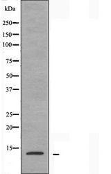 RPS20 / Ribosomal Protein S20 Antibody - Western blot analysis of extracts of HuvEc cells using RPS20 antibody.