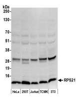 RPS21 / Ribosomal Protein S21 Antibody - Detection of human and mouse RPS21 by western blot. Samples: Whole cell lysate (50 µg) from HeLa, HEK293T, Jurkat, mouse TCMK-1, and mouse NIH 3T3 cells prepared using NETN lysis buffer. Antibody: Affinity purified rabbit anti-RPS21 antibody used for WB at 0.1 µg/ml. Detection: Chemiluminescence with an exposure time of 10 seconds.