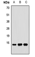 RPS24 / Ribosomal Protein S24 Antibody