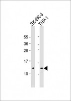 RPS27 / Ribosomal Protein S27 Antibody - All lanes: Anti-RPS27 Antibody (C-Term) at1:2000 dilution Lane 1: SK-BR-3 whole cell lysate Lane 2: THP-1 whole cell lysate Lysates/proteins at 20 µg per lane. Secondary Goat Anti-Rabbit IgG, (H+L), Peroxidase conjugated at 1/10000 dilution. Predicted band size: 9 kDa Blocking/Dilution buffer: 5% NFDM/TBST.