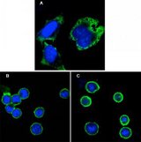 RPS27 / Ribosomal Protein S27 Antibody - Confocal immunofluorescence of HeLa cells (A), BCBL-1 cells (B) and L1210 cells (C) using MPS1 mouse mAb (green). Blue: DRAQ5 fluorescent DNA dye.