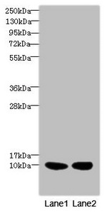 RPS27 / Ribosomal Protein S27 Antibody - Western blot All Lanes: RPS27antibody at 2.76ug/ml Lane 1 : Mouse liver tissue Lane 2 : MCF7 whole cell lysate Secondary Goat polyclonal to Rabbit IgG at 1/10000 dilution Predicted band size: 9 kDa Observed band size: 9 kDa
