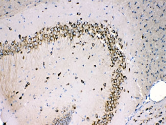 RPS27 / Ribosomal Protein S27 Antibody - IHC testing of FFPE mouse brain with MPS1 antibody at 1ug/ml. HIER: steam section in pH6 citrate buffer for 20 min.