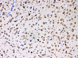 RPS27 / Ribosomal Protein S27 Antibody - IHC testing of FFPE rat brain with MPS1 antibody at 1ug/ml. HIER: steam section in pH6 citrate buffer for 20 min.