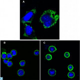 RPS27 / Ribosomal Protein S27 Antibody - Confocal Immunofluorescence (IF) analysis of HeLa cells (A), BCBL-1 cells (B) and L1210 cells (C) using Ribosomal Protein S27 Monoclonal Antibody (green). Blue: DRAQ5 fluorescent DNA dye.