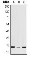 RPS27 / Ribosomal Protein S27 Antibody - Western blot analysis of RPS27 expression in HepG2 (A); NIH3T3 (B); H9C2 (C) whole cell lysates.