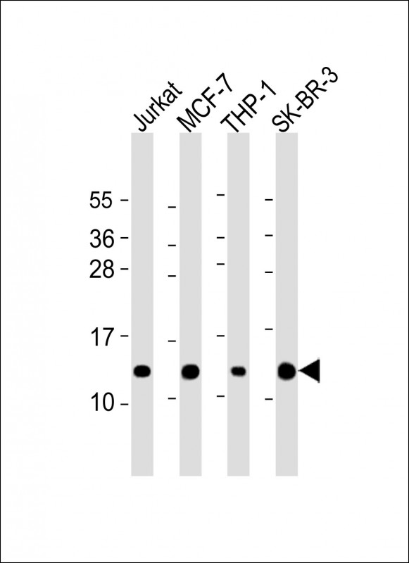 RPS27 / Ribosomal Protein S27 Antibody - All lanes: Anti-RPS27 Antibody (N-Term) at 1:2000 dilution Lane 1: Jurkat whole cell lysate Lane 2: MCF-7 whole cell lysate Lane 3: THP-1 whole cell lysate Lane 4: SK-BR-3 whole cell lysate Lysates/proteins at 20 µg per lane. Secondary Goat Anti-Rabbit IgG, (H+L), Peroxidase conjugated at 1/10000 dilution. Predicted band size: 9 kDa Blocking/Dilution buffer: 5% NFDM/TBST.