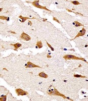 RPS27 / Ribosomal Protein S27 Antibody - RPS27 Antibody (N-Term) staining RPS27 in human brain tissue sections by Immunohistochemistry (IHC-P - paraformaldehyde-fixed, paraffin-embedded sections). Tissue was fixed with formaldehyde and blocked with 3% BSA for 0. 5 hour at room temperature; antigen retrieval was by heat mediation with a citrate buffer (pH6). Samples were incubated with primary antibody (1/25) for 1 hours at 37°C. A undiluted biotinylated goat polyvalent antibody was used as the secondary antibody.
