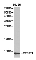 RPS27A Antibody - Western blot of extracts of HL-60 cell lines, using RPS27A antibody.