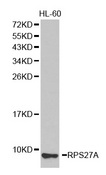 RPS27A Antibody - Western blot analysis of extracts of HL-60 cell lines.